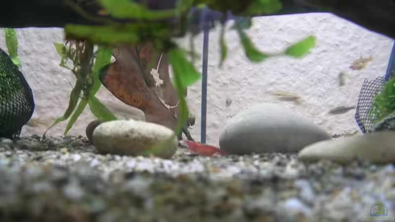 Besatz im Aquarium Becken 9276 von Simon Bendrin (6)