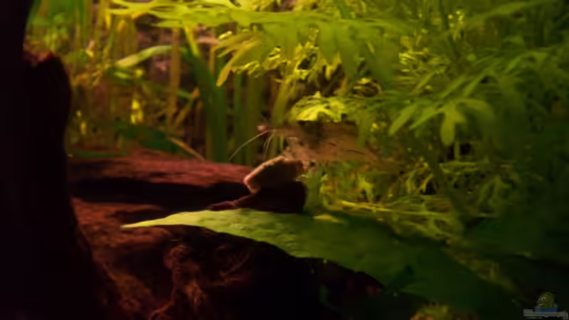 Besatz im Aquarium Becken 9280 von Jana_ (15)