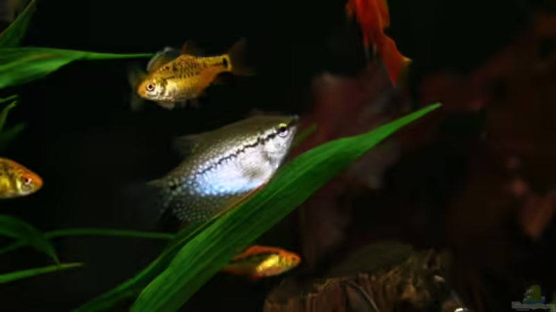 Besatz im Aquarium Becken 9283 von hirschjäger (49)