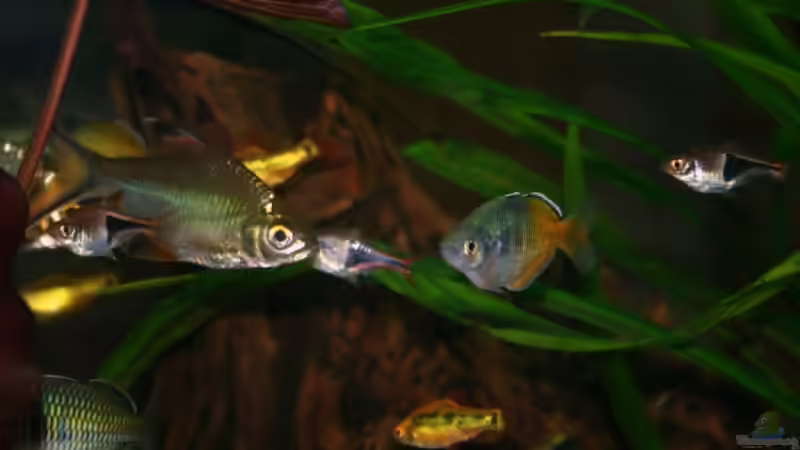 Besatz im Aquarium Becken 9283 von hirschjäger (50)