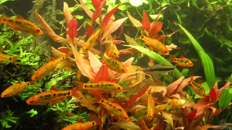 Besatz im Aquarium Becken 9284 von Stinnes (13)