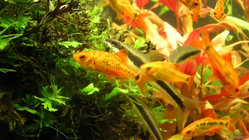 Besatz im Aquarium Becken 9284 von Stinnes (14)