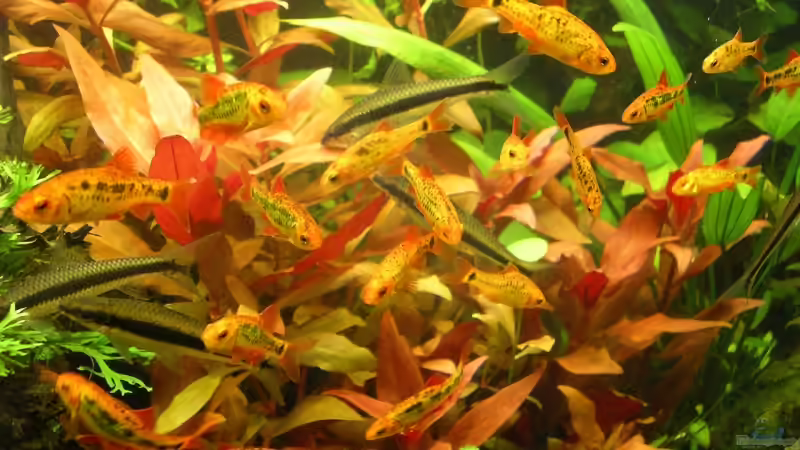 Besatz im Aquarium Becken 9284 von Stinnes (15)