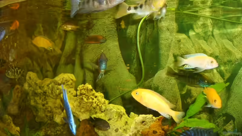 Besatz im Aquarium Becken 9296 von Hollywood (17)