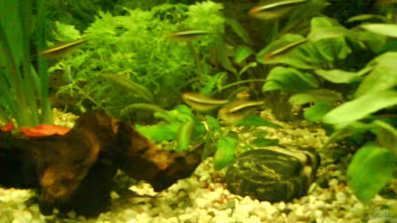 Besatz im Aquarium Becken 9298 von Maurice Kraft (5)