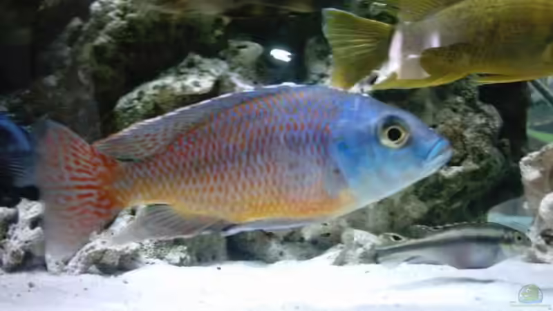 Besatz im Aquarium Becken 93 von Frank Maitschke (10)