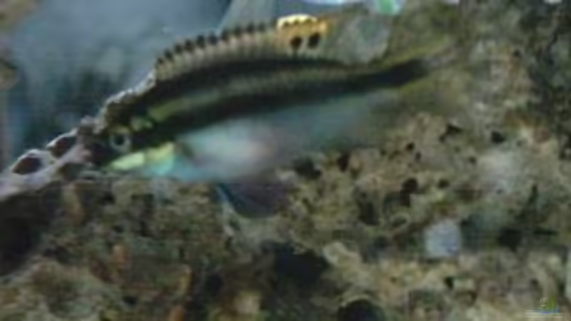 Besatz im Aquarium Becken 93 von Frank Maitschke (11)