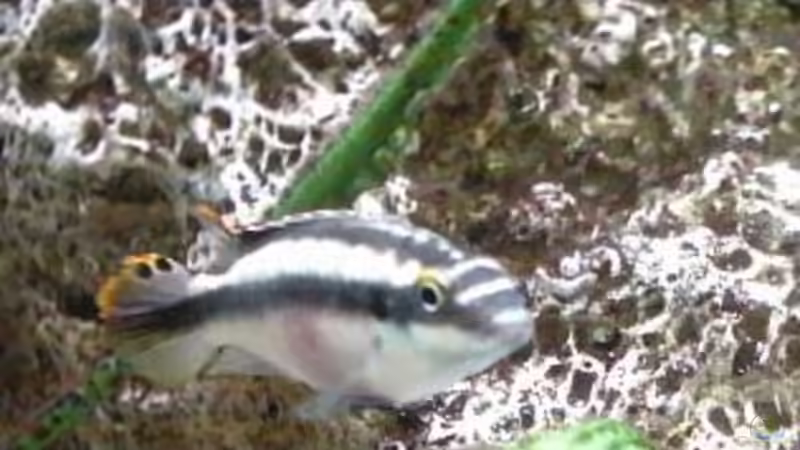 Besatz im Aquarium Becken 93 von Frank Maitschke (12)