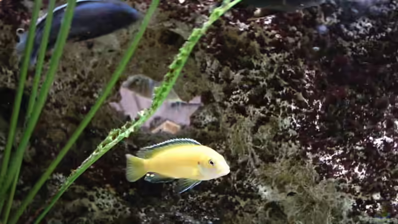 Besatz im Aquarium Becken 93 von Frank Maitschke (13)