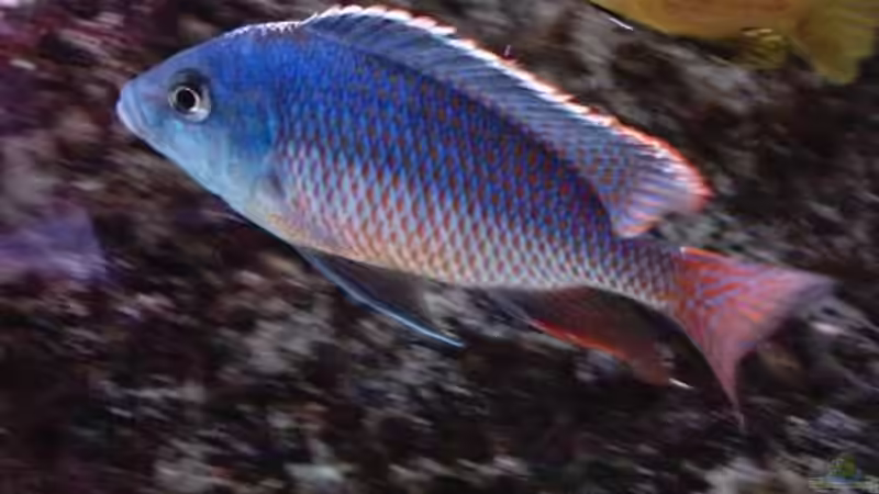 Besatz im Aquarium Becken 93 von Frank Maitschke (14)