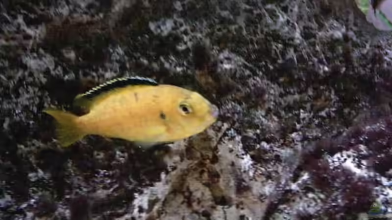 Besatz im Aquarium Becken 93 von Frank Maitschke (15)