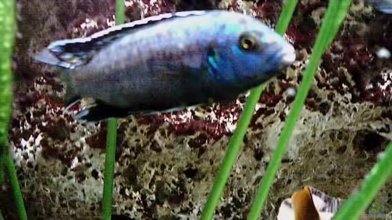 Besatz im Aquarium Becken 93 von Frank Maitschke (16)