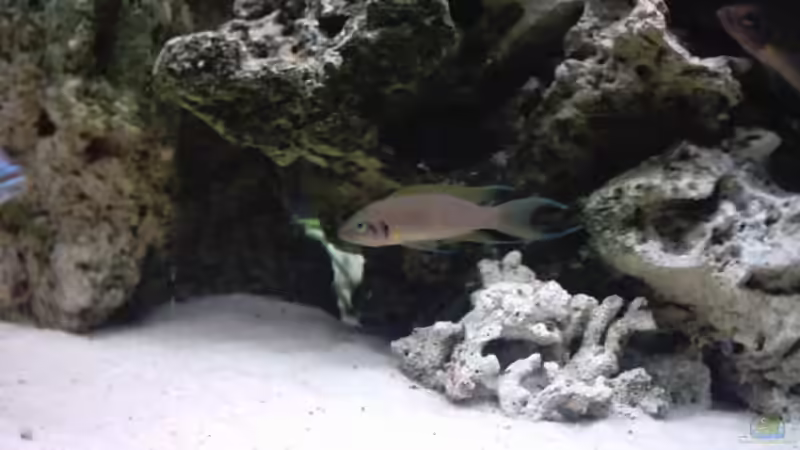 Besatz im Aquarium Becken 93 von Frank Maitschke (7)