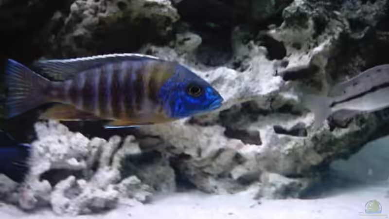 Besatz im Aquarium Becken 93 von Frank Maitschke (9)