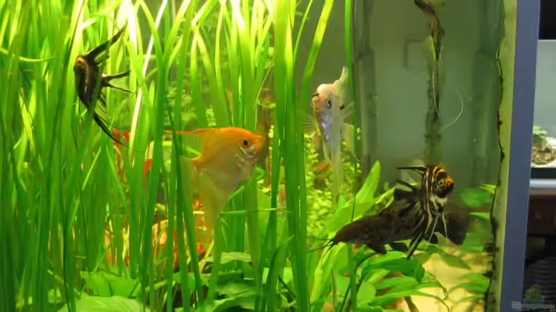 Besatz im Aquarium Becken 9311 von Alsu (4)