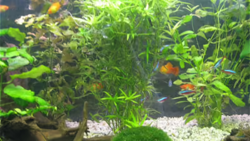 Besatz im Aquarium Becken 9325 von Jacob König (5)