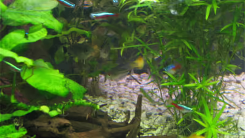 Besatz im Aquarium Becken 9325 von Jacob König (6)