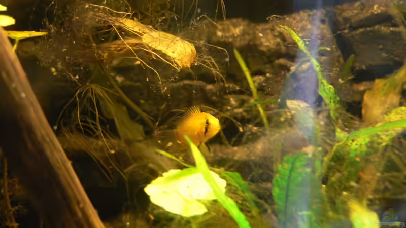 Besatz im Aquarium Becken 9328 von gruengold (6)