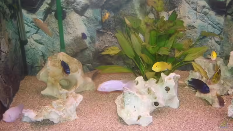 Besatz im Aquarium Becken 9383 von Dominik Kampmann (12)