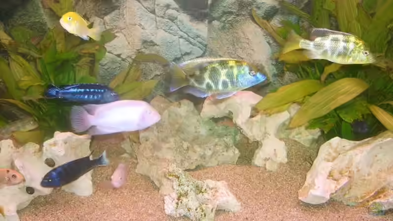 Besatz im Aquarium Becken 9383 von Dominik Kampmann (13)