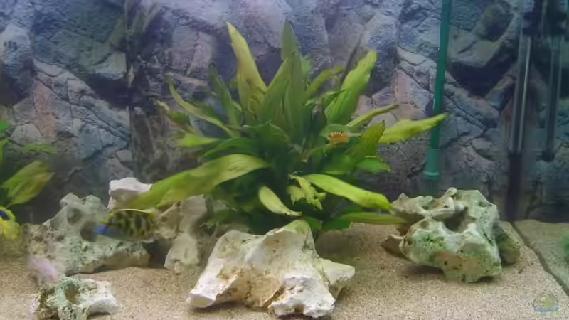 Besatz im Aquarium Becken 9383 von Dominik Kampmann (14)