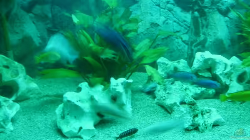 Besatz im Aquarium Becken 9383 von Dominik Kampmann (15)