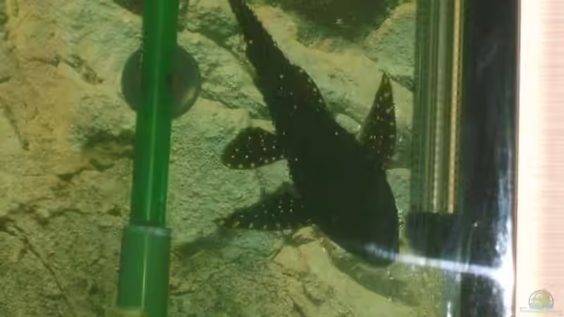 Besatz im Aquarium Becken 9383 von Dominik Kampmann (19)