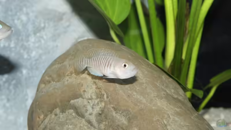 Besatz im Aquarium Becken 9390 von Marco Vasev (18)