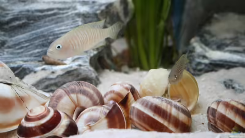 Besatz im Aquarium Becken 9390 von Marco Vasev (22)