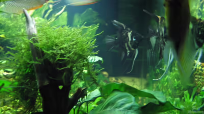 Besatz im Aquarium Becken 9396 von Barbara Schmidt (11)