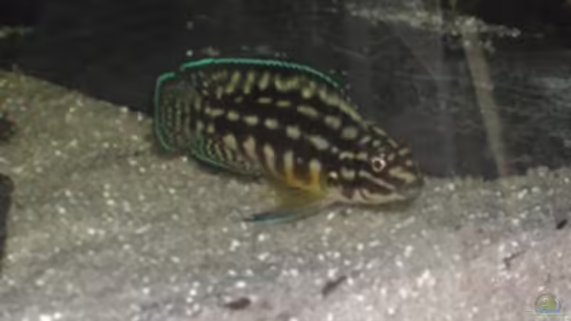 Besatz im Aquarium Becken 940 von Hartmut Lauterbach (4)