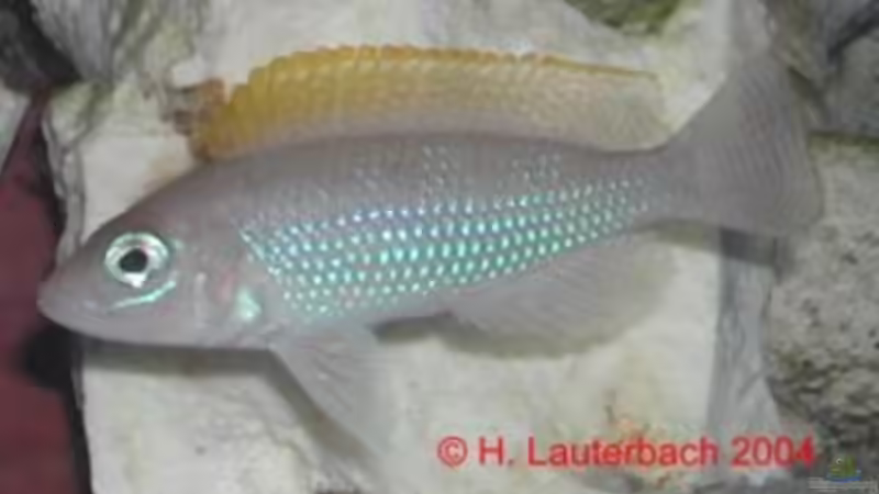 Besatz im Aquarium Becken 940 von Hartmut Lauterbach (5)