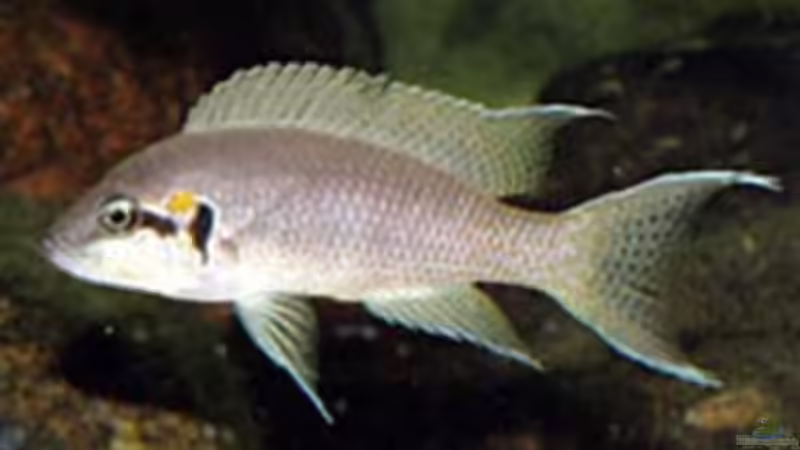 Besatz im Aquarium Becken 940 von Hartmut Lauterbach (6)