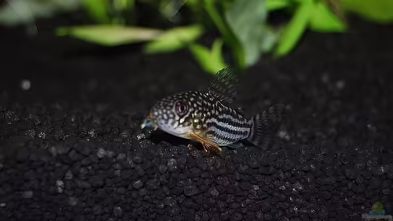 Besatz im Aquarium Becken 9416 von Klammi (3)