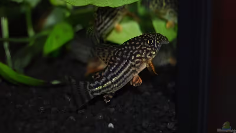 Besatz im Aquarium Becken 9416 von Klammi (4)