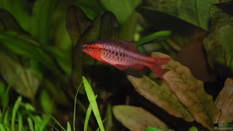 Besatz im Aquarium Becken 9416 von Klammi (5)