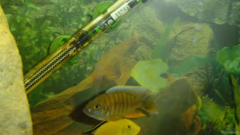 Besatz im Aquarium Becken 942 von Oliver Schneider (3)