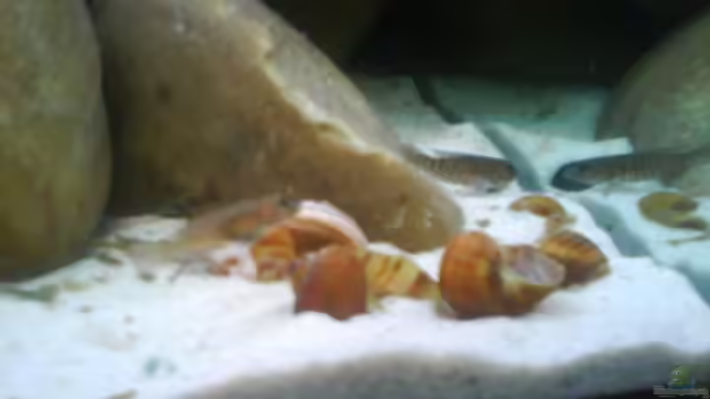 Besatz im Aquarium Becken 9421 von Martin Grimm (10)