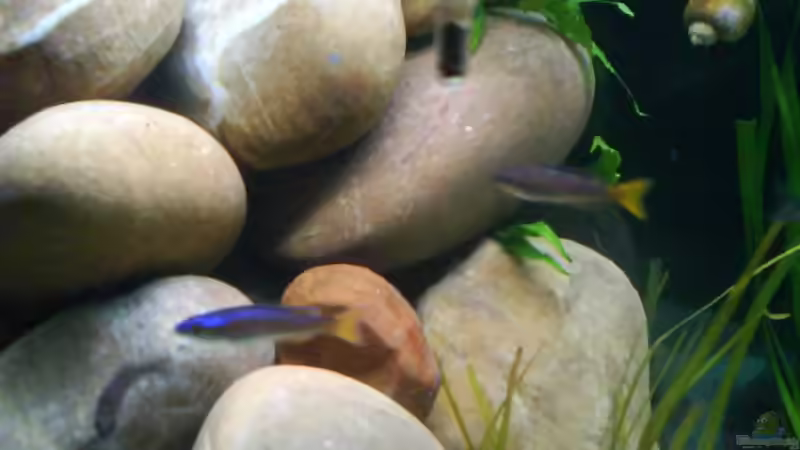 Besatz im Aquarium Becken 9421 von Martin Grimm (8)