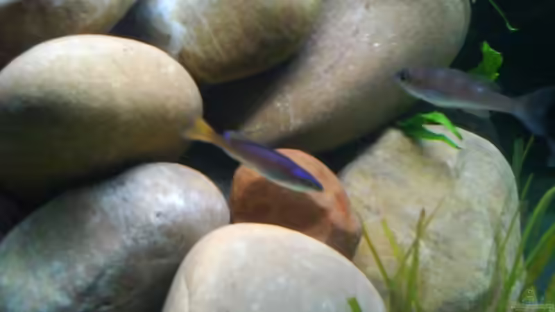 Besatz im Aquarium Becken 9421 von Martin Grimm (9)