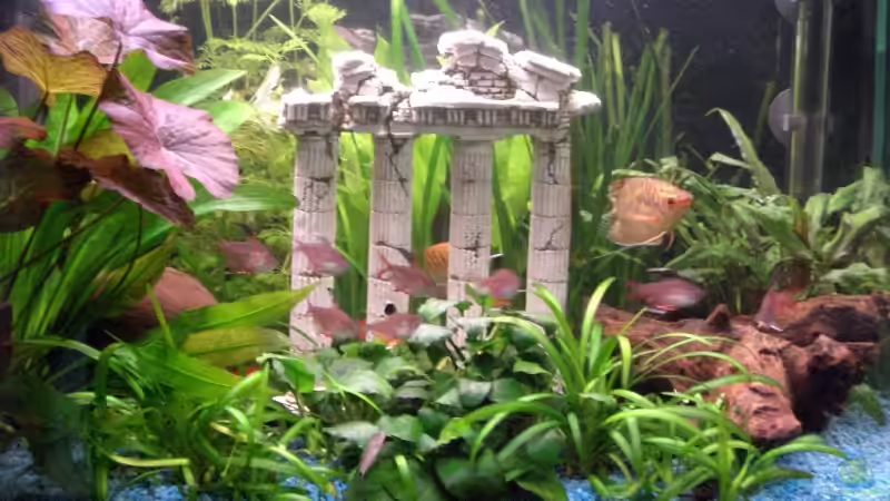 Besatz im Aquarium Becken 9450 von To Be (4)