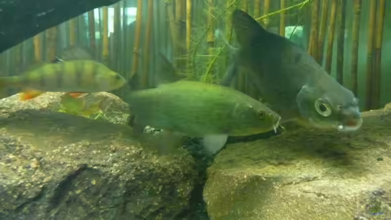 Besatz im Aquarium Becken 9451 von blume007 (6)