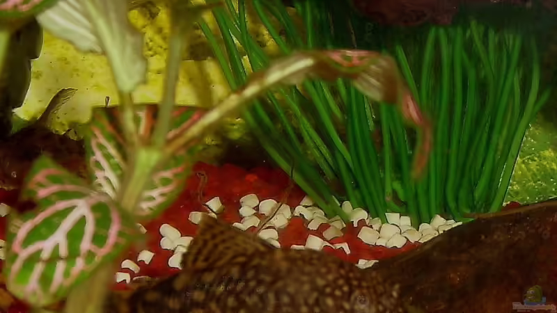 Besatz im Aquarium Becken 9453 von MMD (17)