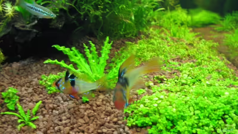 Besatz im Aquarium Becken 9458 von Ralle (11)