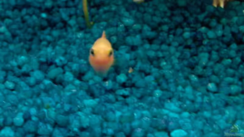 Besatz im Aquarium Becken 9476 von @corydoras (7)