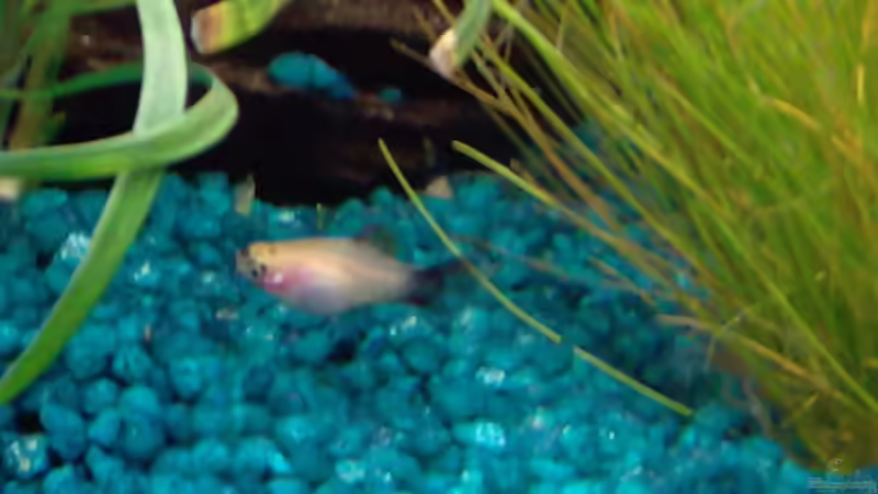 Besatz im Aquarium Becken 9476 von @corydoras (9)