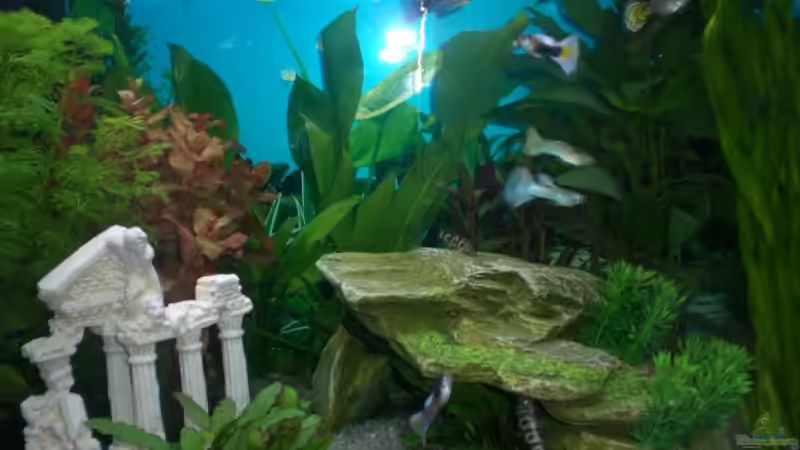 Besatz im Aquarium Becken 9483 von ninimuckel (5)