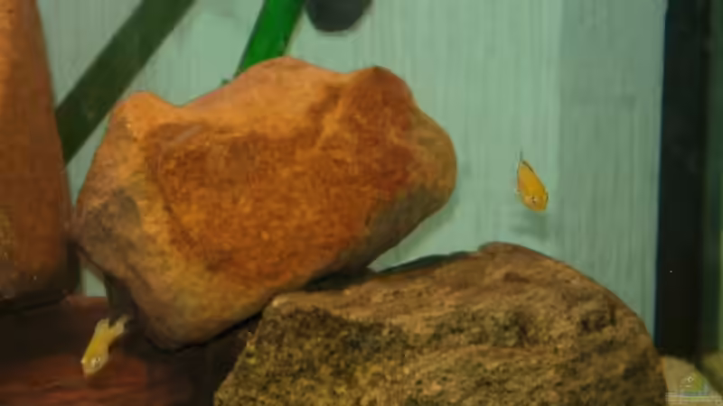 Besatz im Aquarium Becken 9484 von Florian Voß (2)