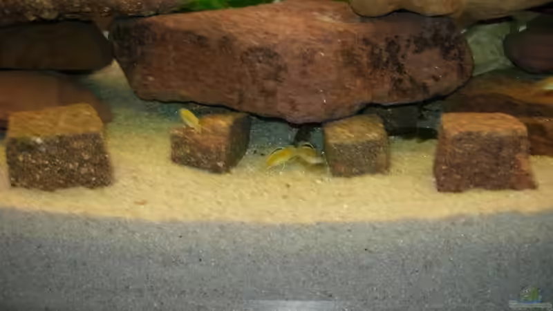 Besatz im Aquarium Becken 9484 von Florian Voß (3)