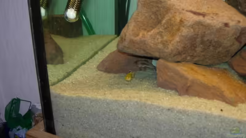 Besatz im Aquarium Becken 9484 von Florian Voß (4)